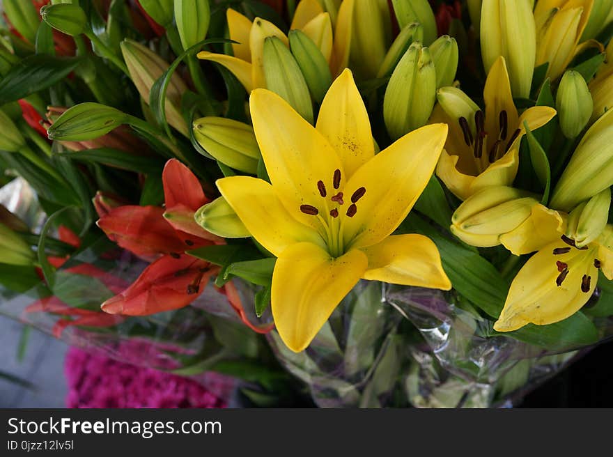 Flower, Plant, Lily, Yellow