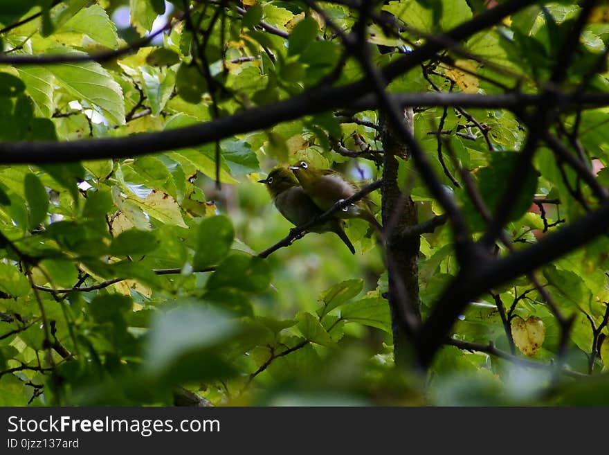 Bird, Fauna, Ecosystem, Vegetation