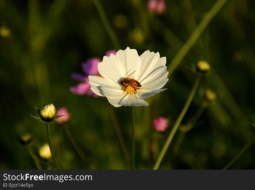 Flower, Yellow, Flora, Garden Cosmos