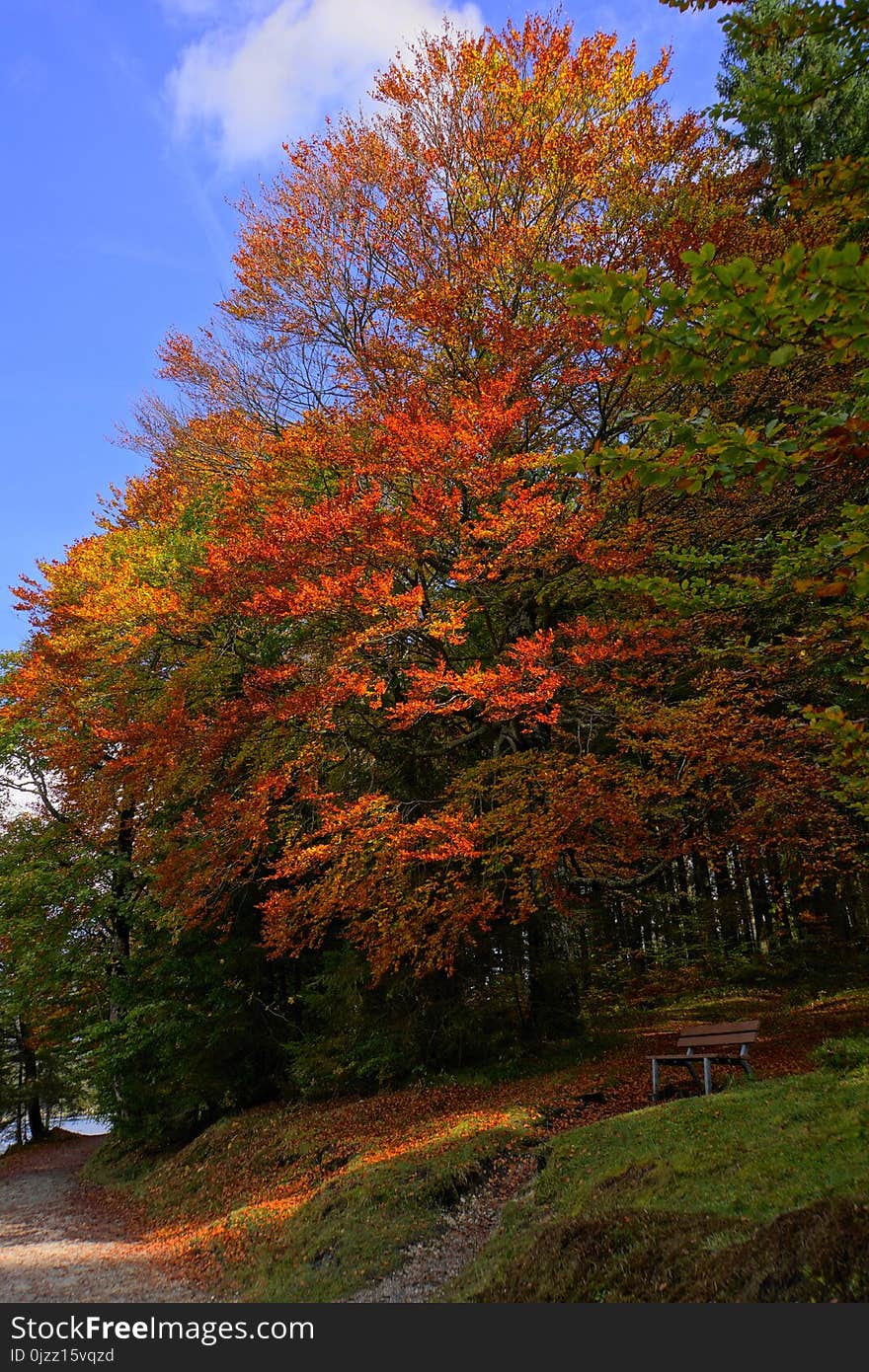 Tree, Nature, Leaf, Autumn