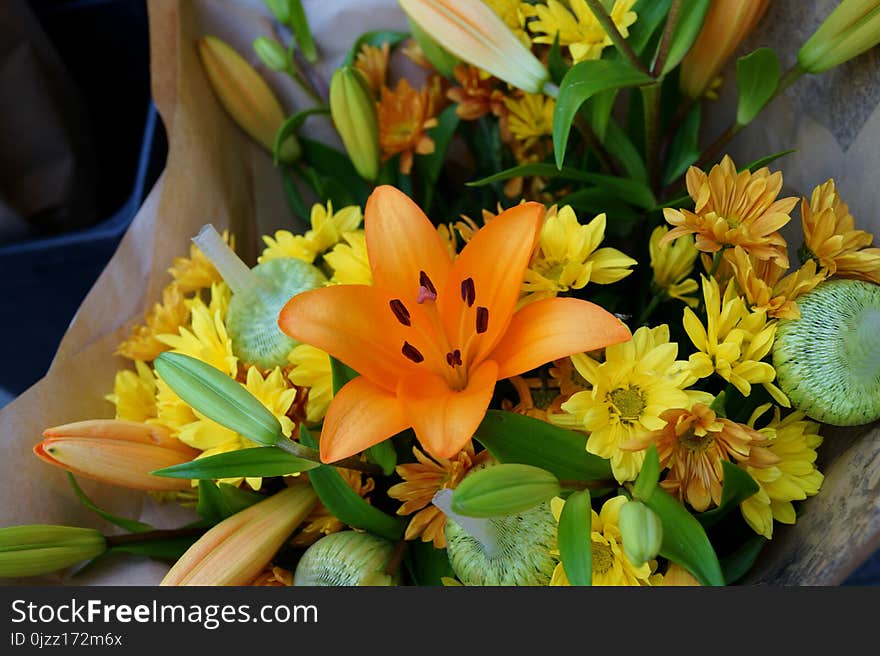 Flower, Plant, Yellow, Flora