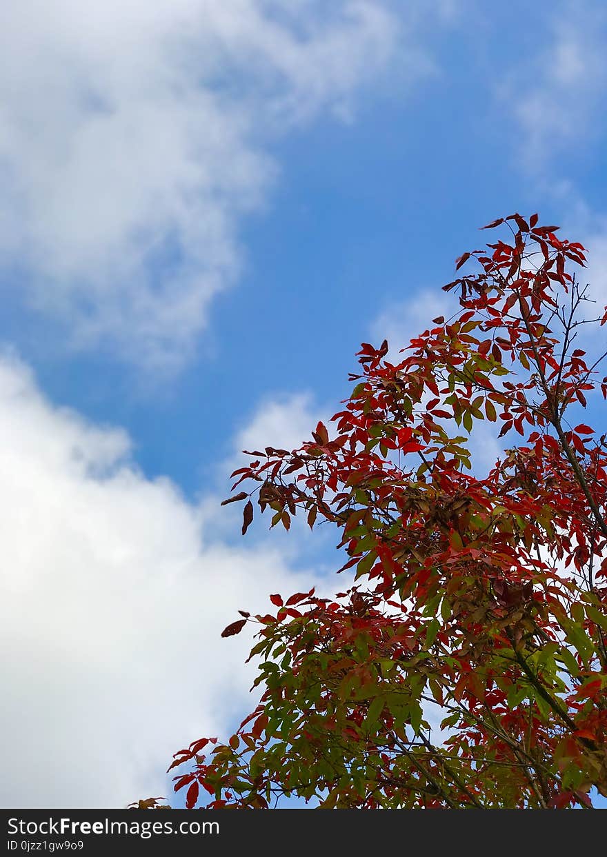 Sky, Leaf, Tree, Autumn