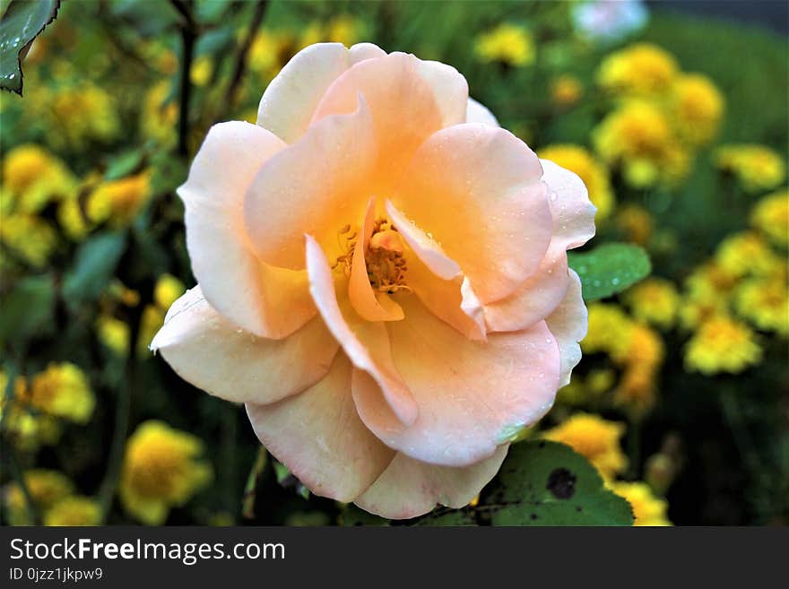 Flower, Rose, Rose Family, Yellow