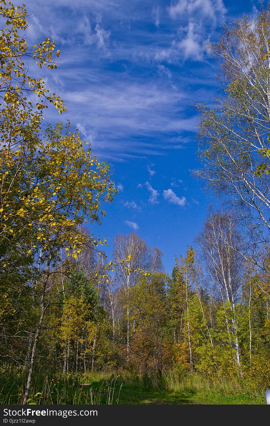 Sky, Nature, Cloud, Leaf