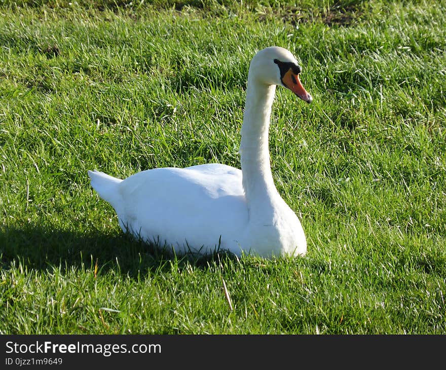 Bird, Water Bird, Ducks Geese And Swans, Beak