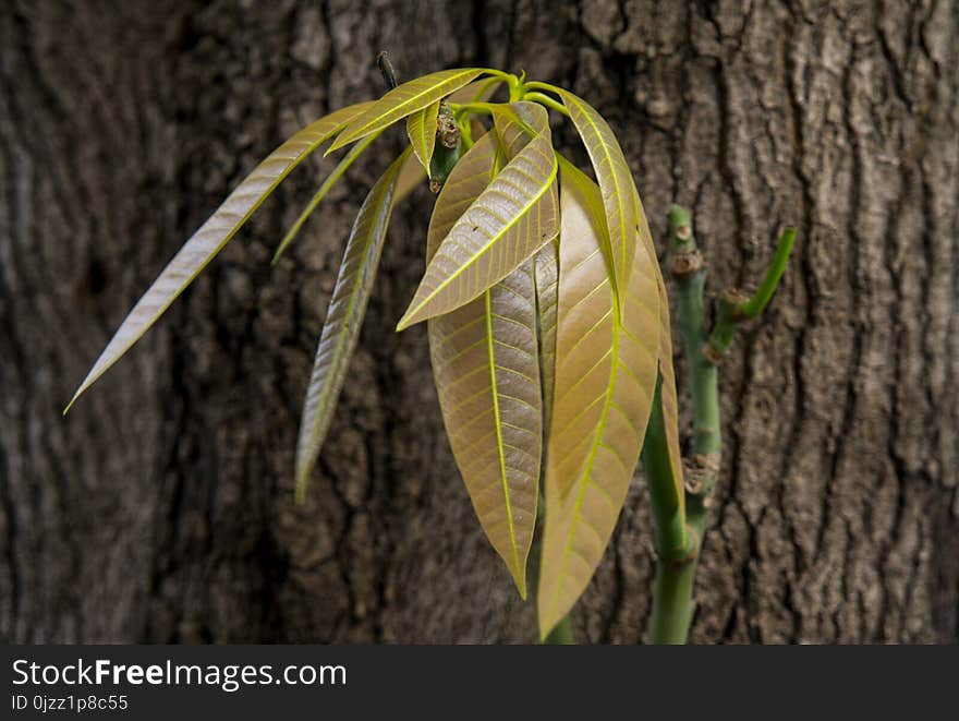 Leaf, Plant, Flora, Plant Stem