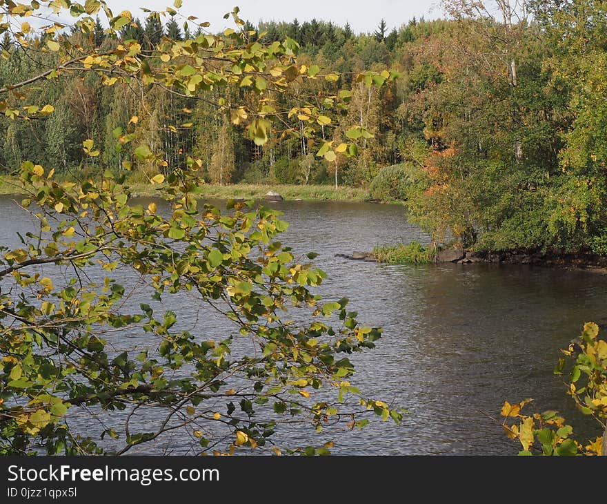 Waterway, Vegetation, Nature Reserve, River