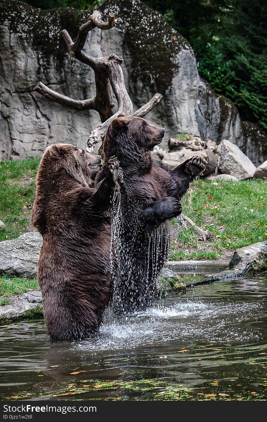 Water, Wilderness, Tree, Wildlife