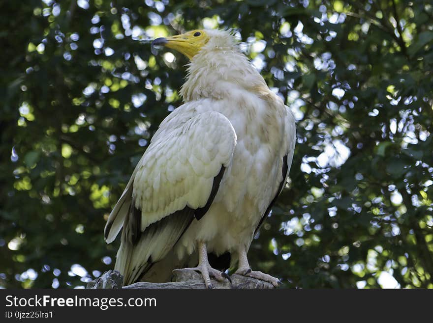 Bird, Fauna, Beak, Bird Of Prey