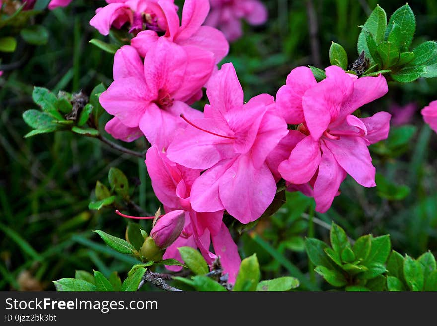 Flower, Plant, Flowering Plant, Pink