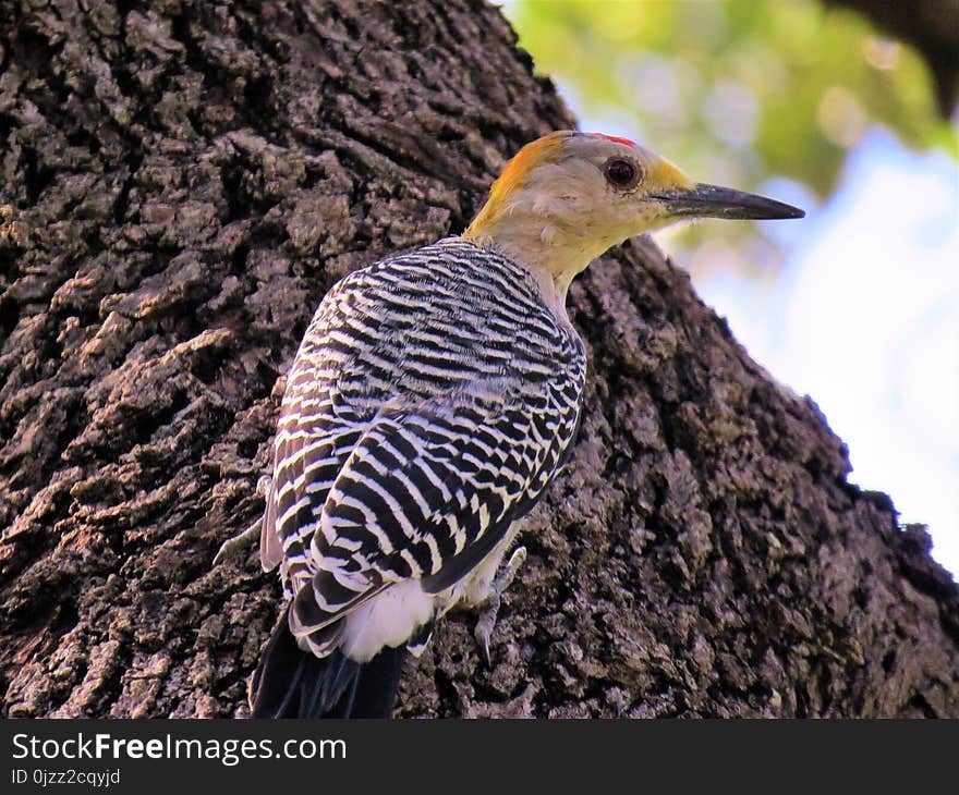 Bird, Fauna, Beak, Woodpecker