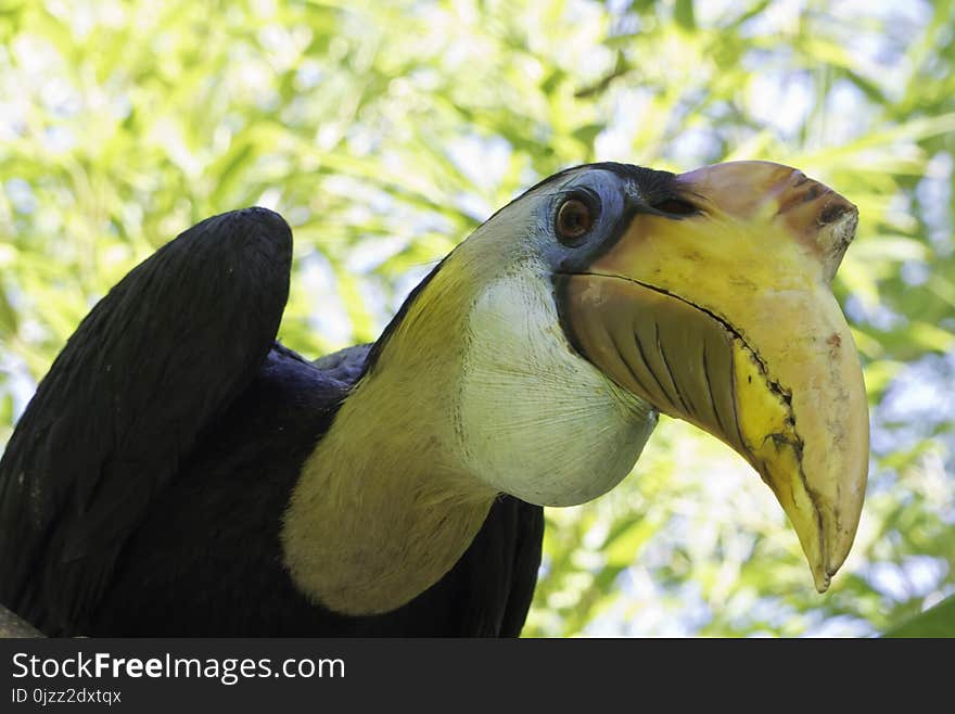 Beak, Fauna, Bird, Hornbill