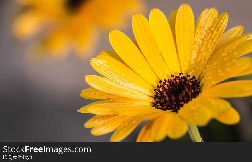 Flower, Yellow, Flora, Macro Photography