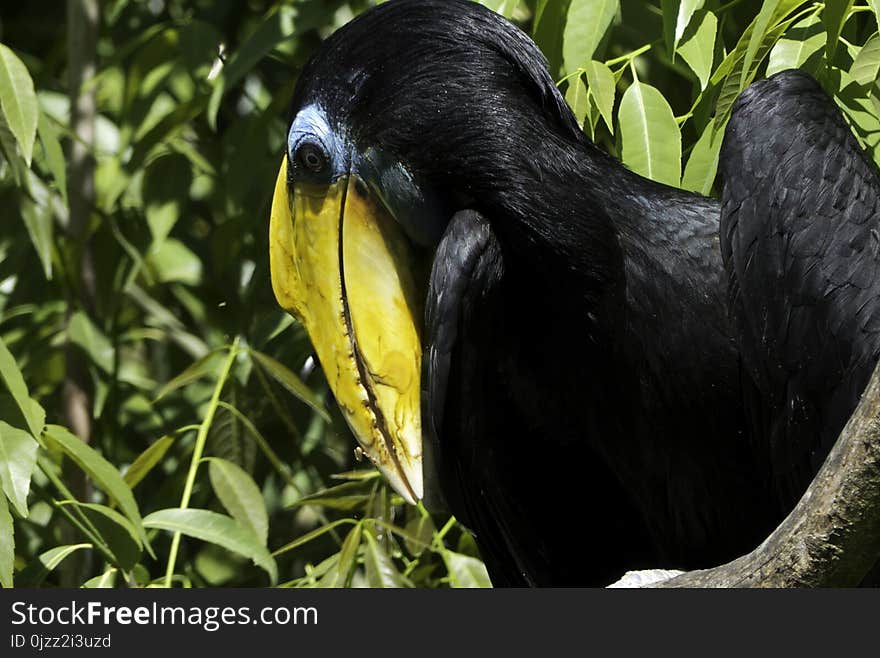 Beak, Fauna, Hornbill, Bird