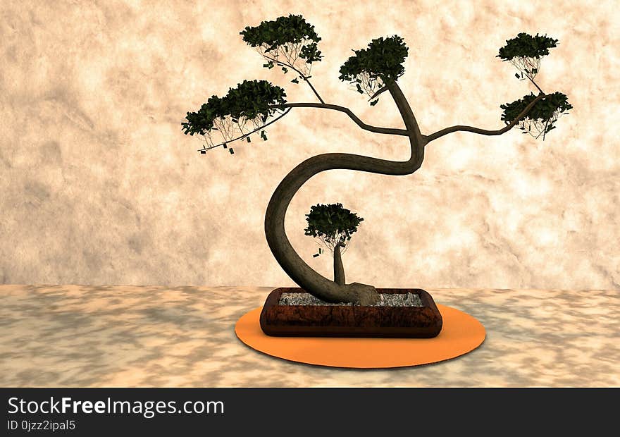 Plant, Tree, Bonsai, Houseplant