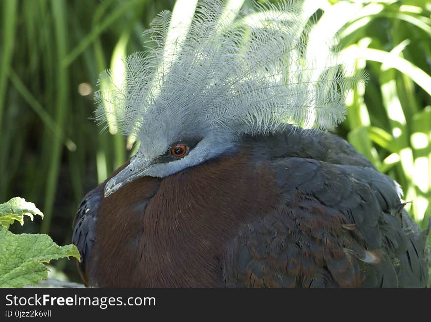 Beak, Bird, Fauna, Close Up