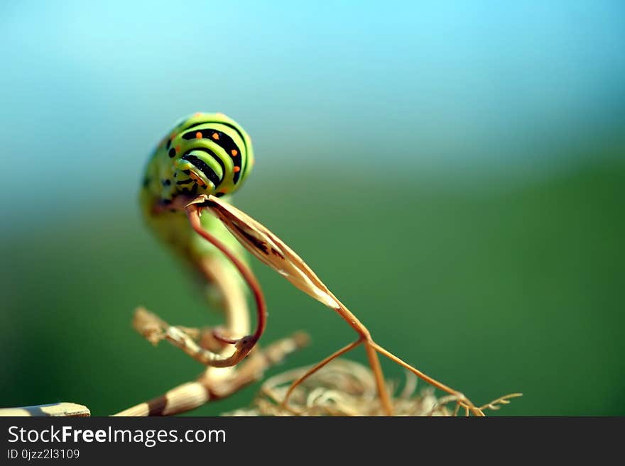 Close Up, Macro Photography, Insect, Organism