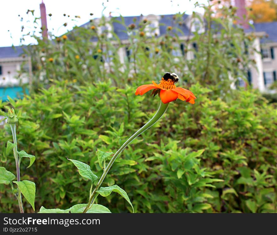 Plant, Flora, Flower, Pollinator