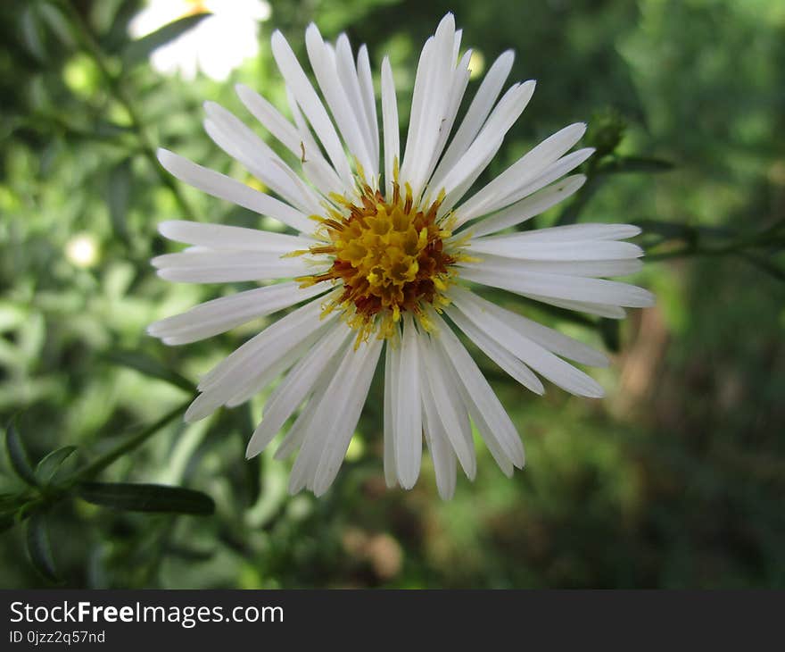 Flower, Aster, Flora, Daisy Family