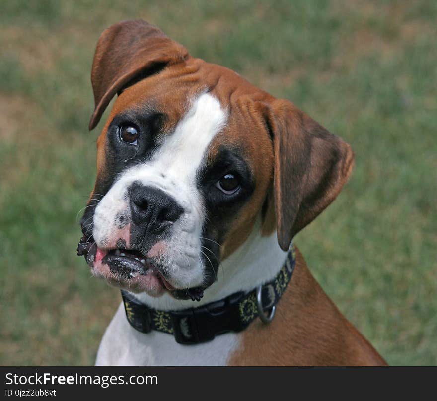 Dog, Dog Breed, Boxer, Dog Like Mammal