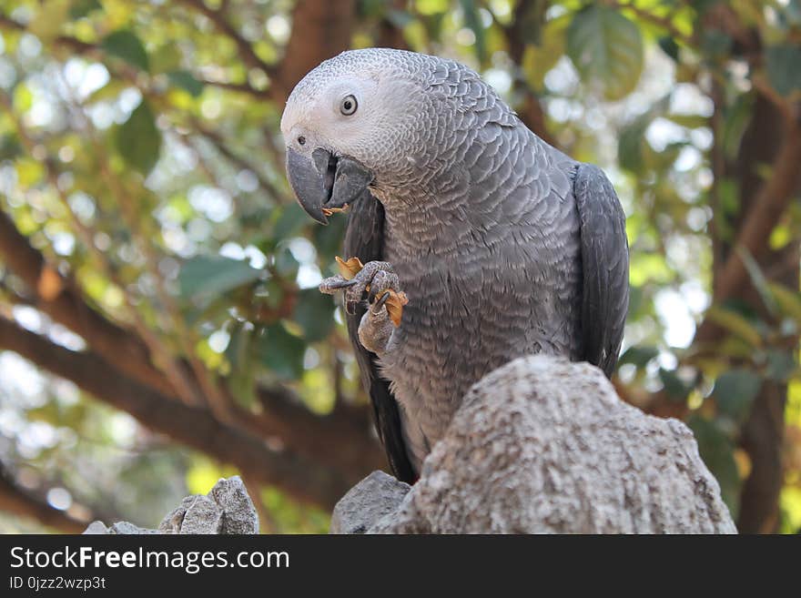 Beak, Parrot, Fauna, Bird