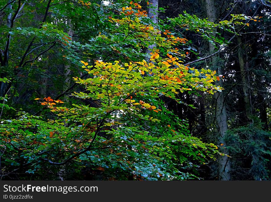 Vegetation, Nature, Leaf, Tree