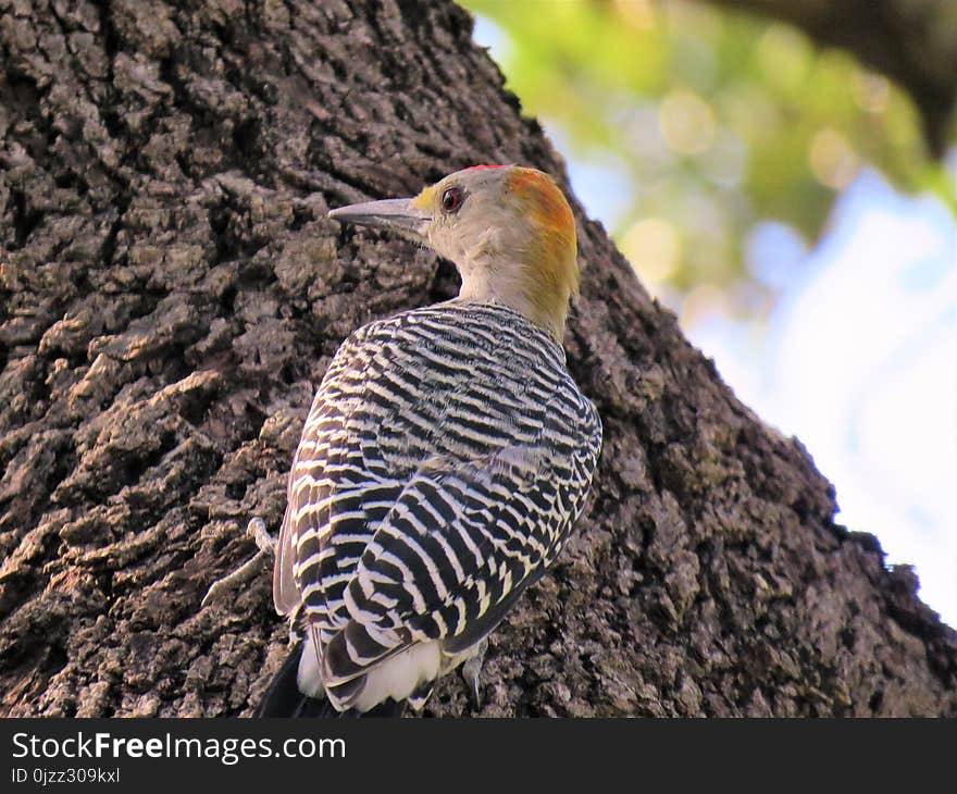 Bird, Fauna, Beak, Woodpecker