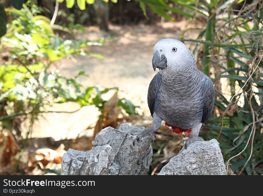 Bird, Fauna, Beak, Parrot