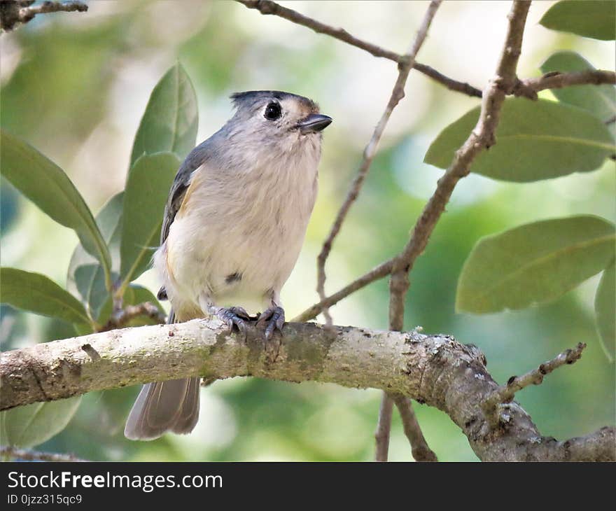 Bird, Fauna, Beak, Wildlife