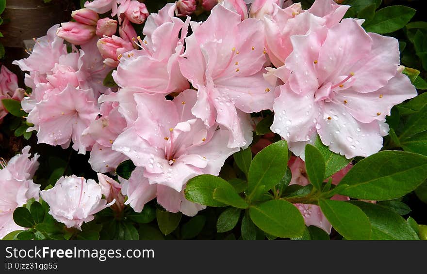 Plant, Flower, Pink, Woody Plant