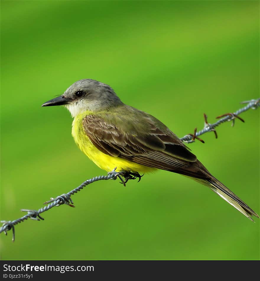 Bird, Fauna, Wildlife, Beak