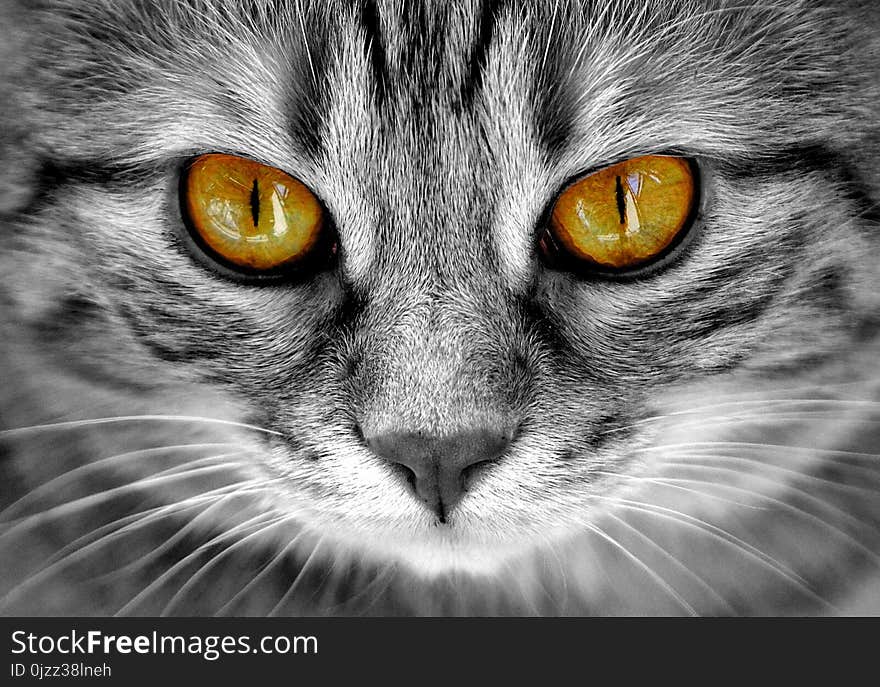 Cat, Whiskers, Face, Black And White