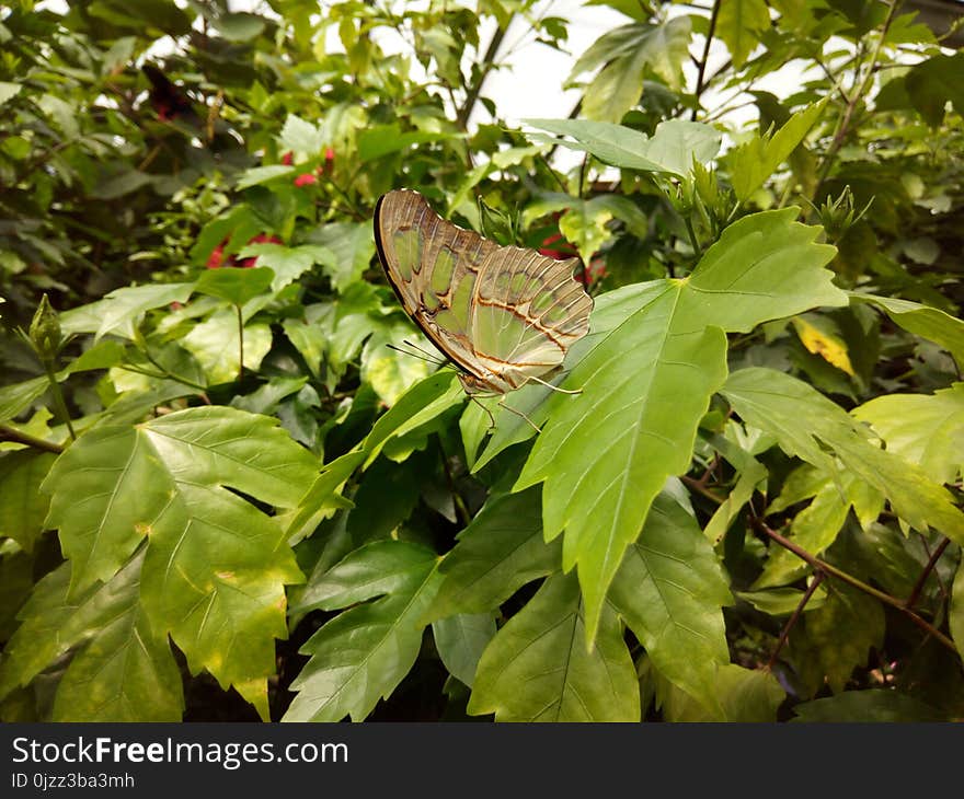 Leaf, Plant, Deciduous, Tree