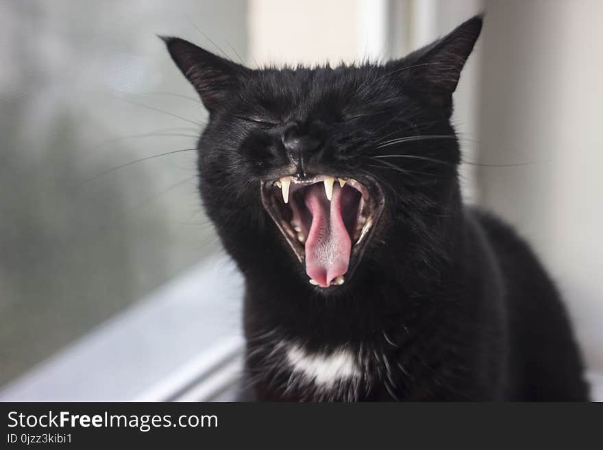 Cat, Black Cat, Facial Expression, Whiskers