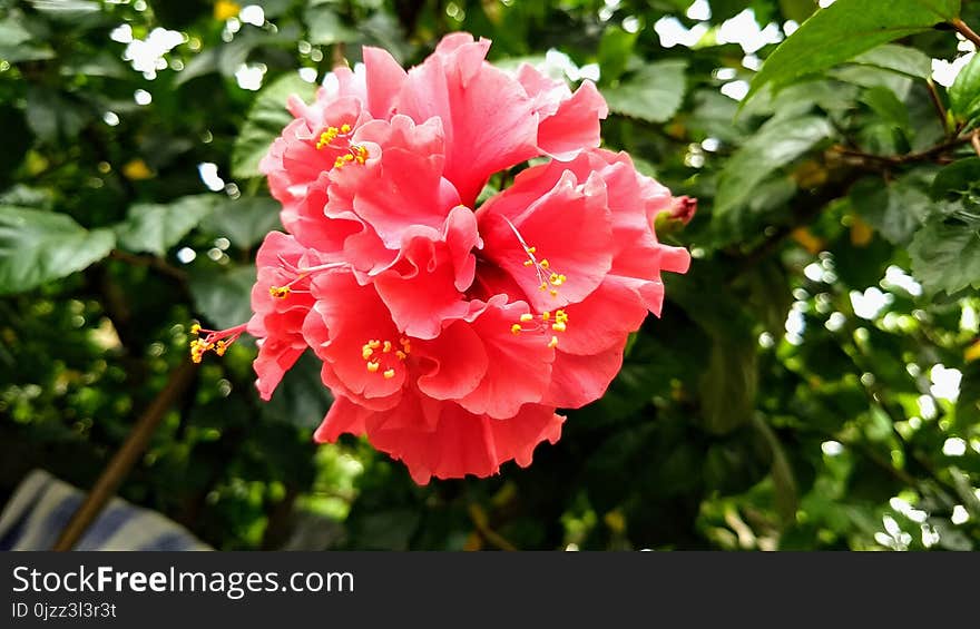 Flower, Plant, Flowering Plant, Pink