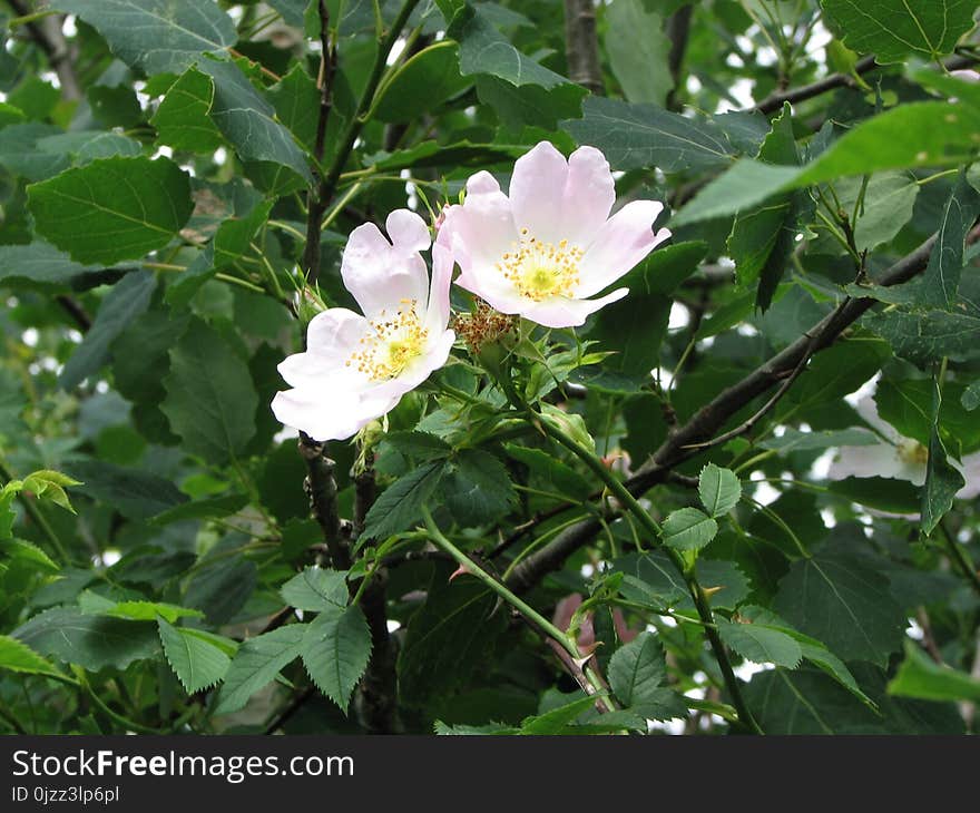 Flower, Rose Family, Plant, Rosa Canina