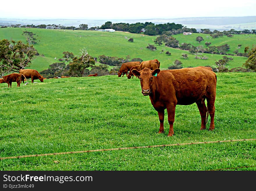 Grassland, Pasture, Cattle Like Mammal, Grazing