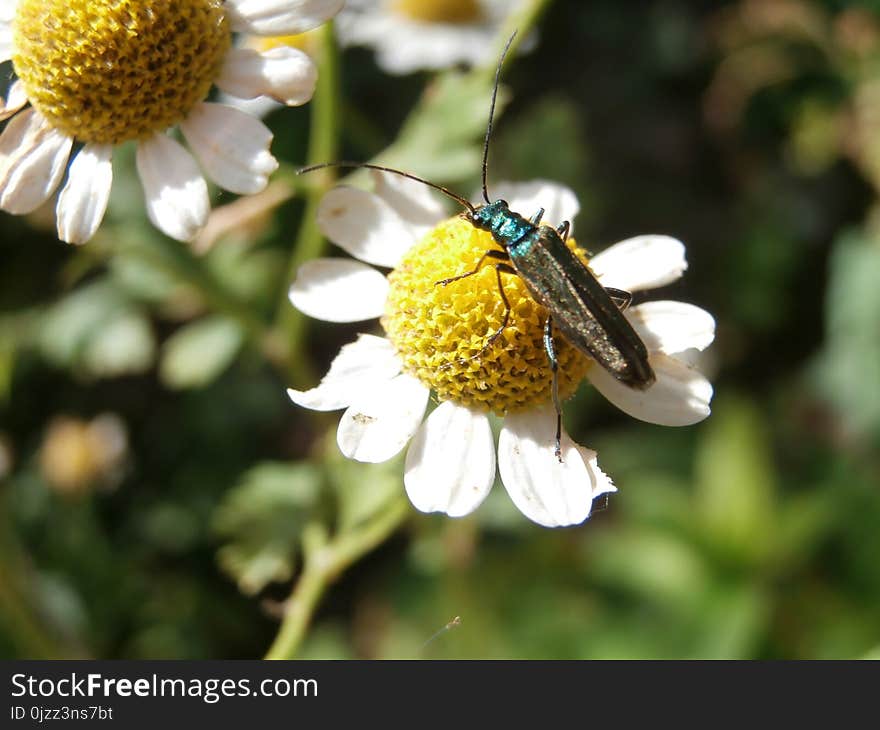 Flower, Oxeye Daisy, Chamaemelum Nobile, Bee