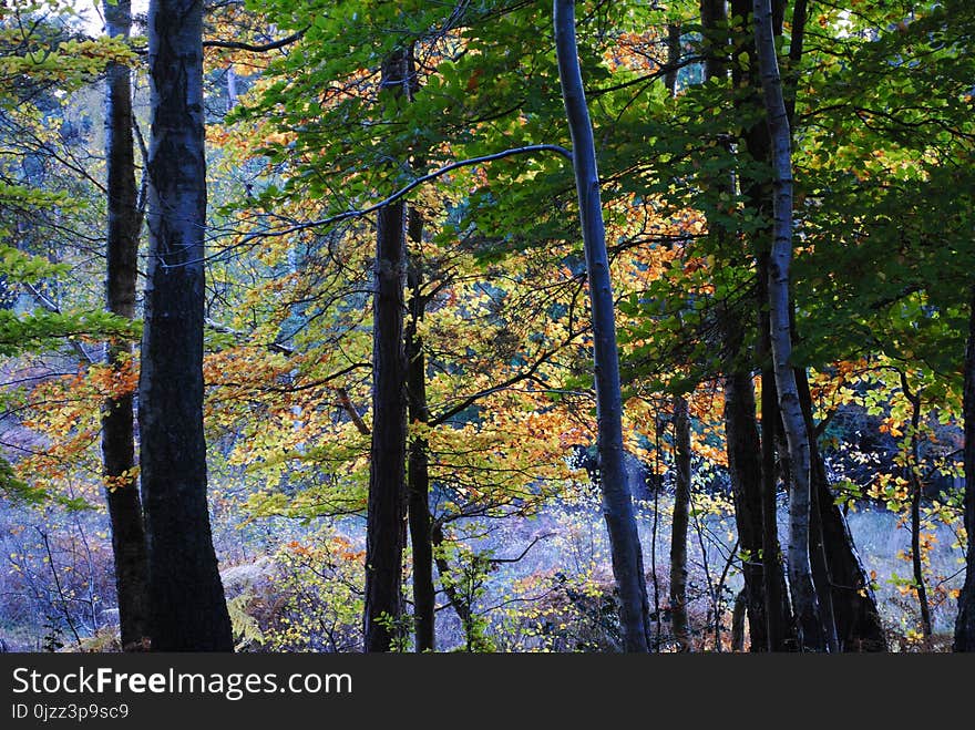 Nature, Tree, Ecosystem, Leaf