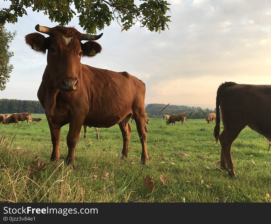 Cattle Like Mammal, Pasture, Grassland, Grass