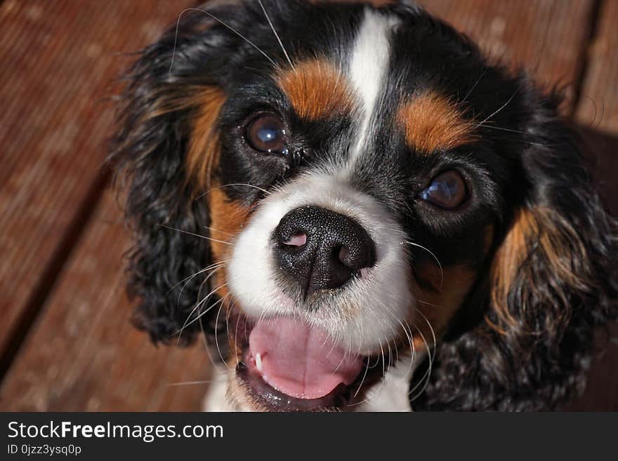 Dog, Dog Like Mammal, Dog Breed, King Charles Spaniel