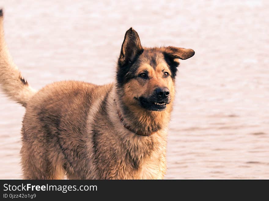 Dog, Dog Like Mammal, Dog Breed, Old German Shepherd Dog