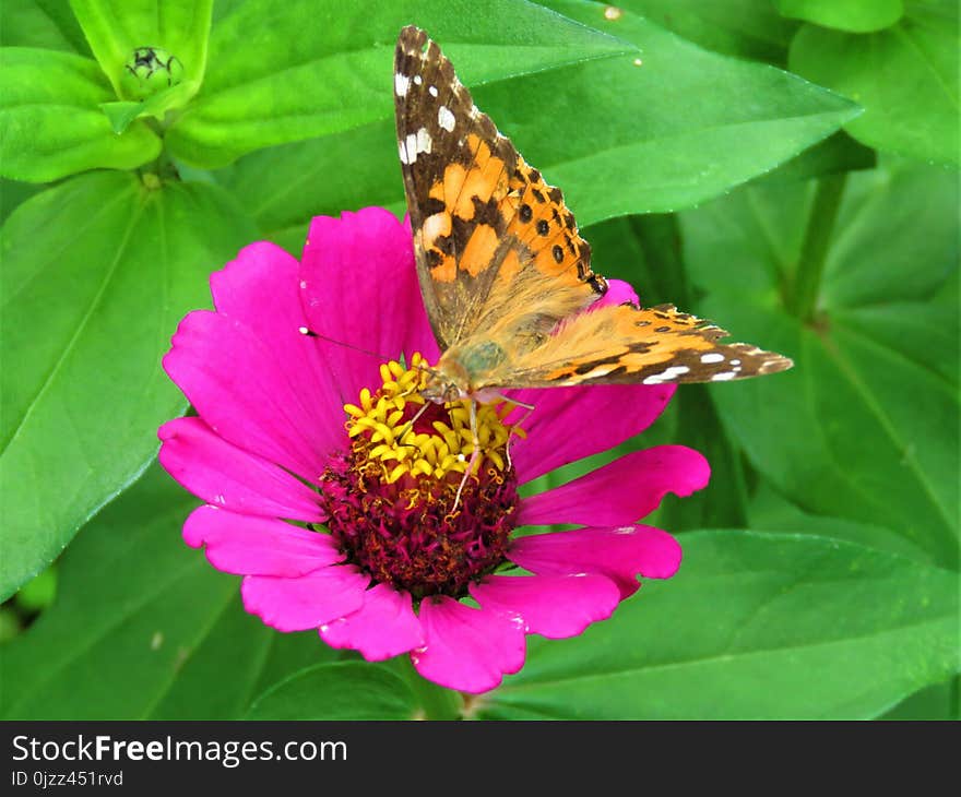 Flower, Butterfly, Brush Footed Butterfly, Moths And Butterflies