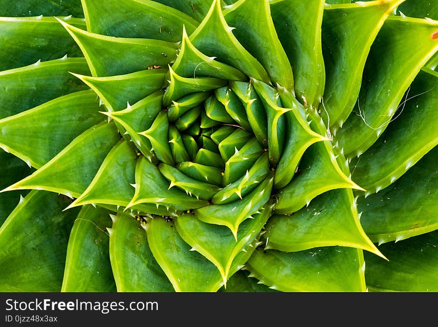 Vegetation, Plant, Leaf, Aloe