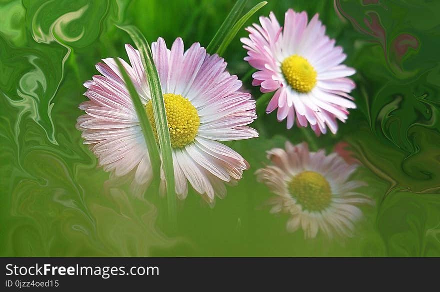 Flower, Daisy, Flora, Wildflower