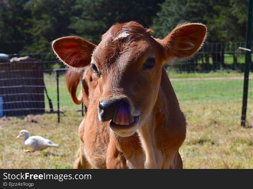 Cattle Like Mammal, Horn, Cow Goat Family, Fauna