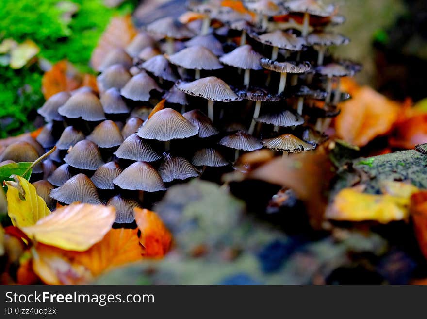 Fungus, Leaf, Autumn, Mushroom