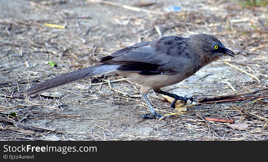 Bird, Fauna, Beak, Emberizidae