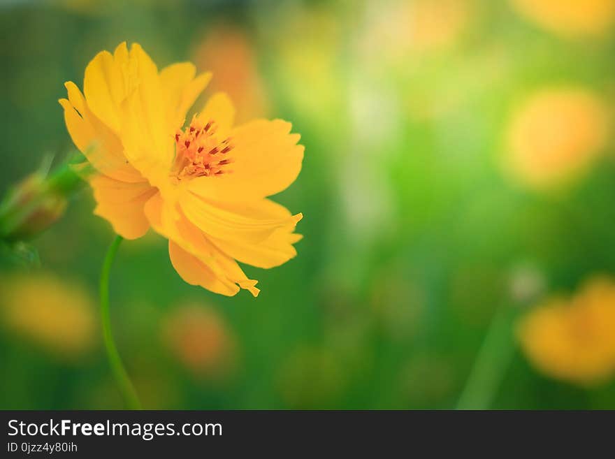 Flower, Yellow, Sulfur Cosmos, Wildflower