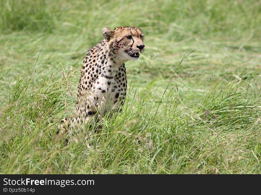 Cheetah, Terrestrial Animal, Wildlife, Mammal